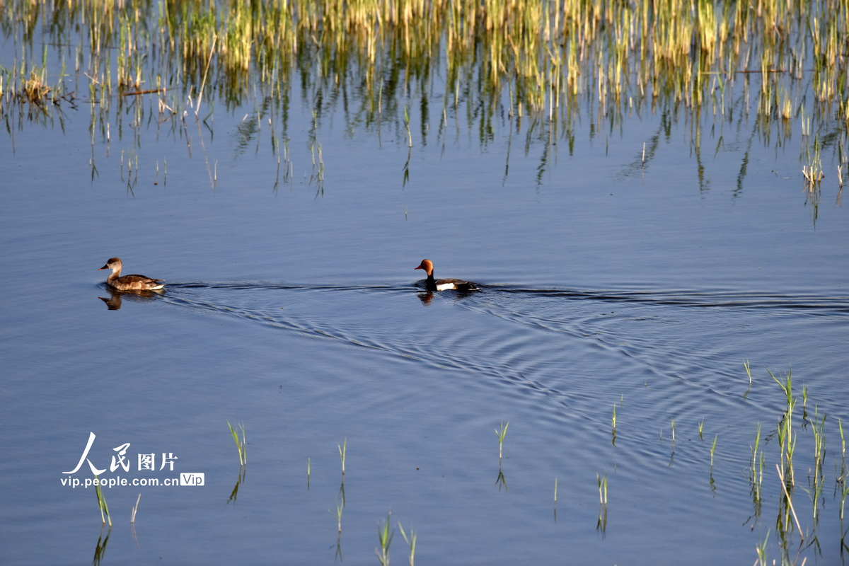 4月25日，在新疆博斯騰湖--博湖縣段的濕地，候鳥在游過湖面。