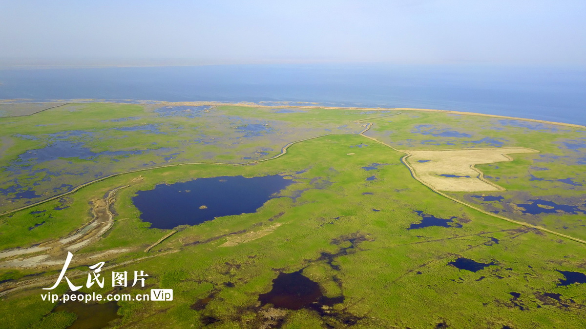 4月25日，正在返青的新疆博斯腾湖博湿地芦苇。