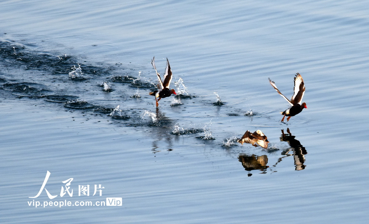 4月25日，在新疆博斯騰湖--博湖縣段的濕地，候鳥在飛過湖面。