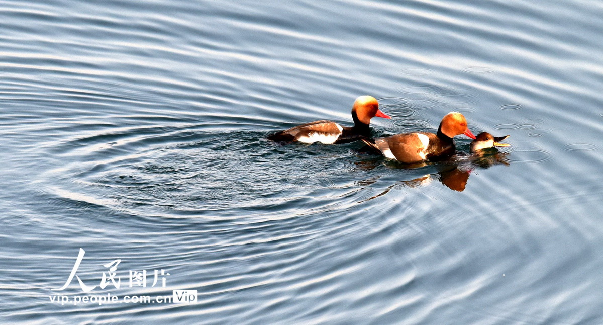 4月25日，在新疆博斯騰湖博--湖縣段的濕地，候鳥在春季配偶。