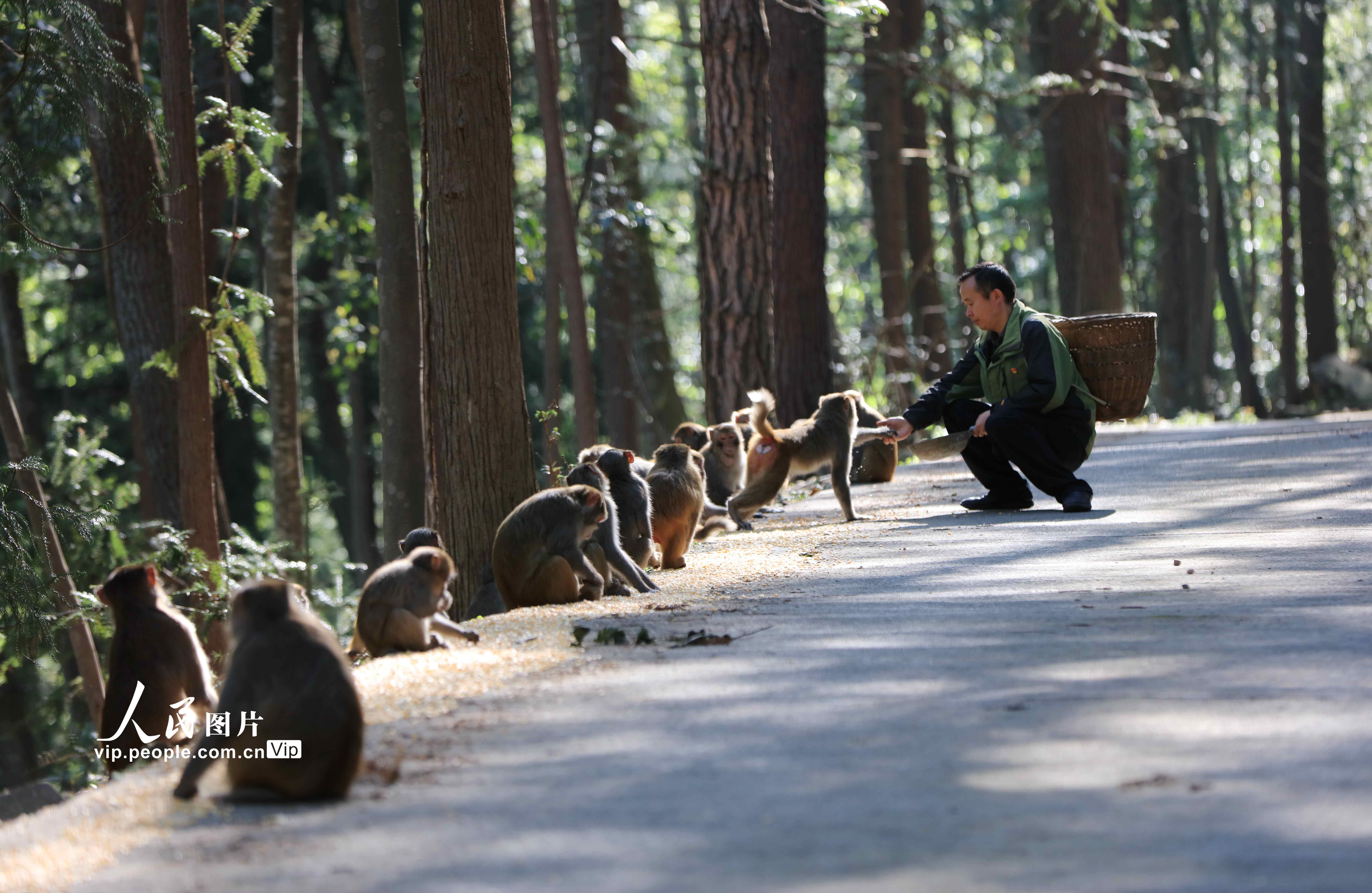 湖南張家界：護猴員20年守護野生獼猴