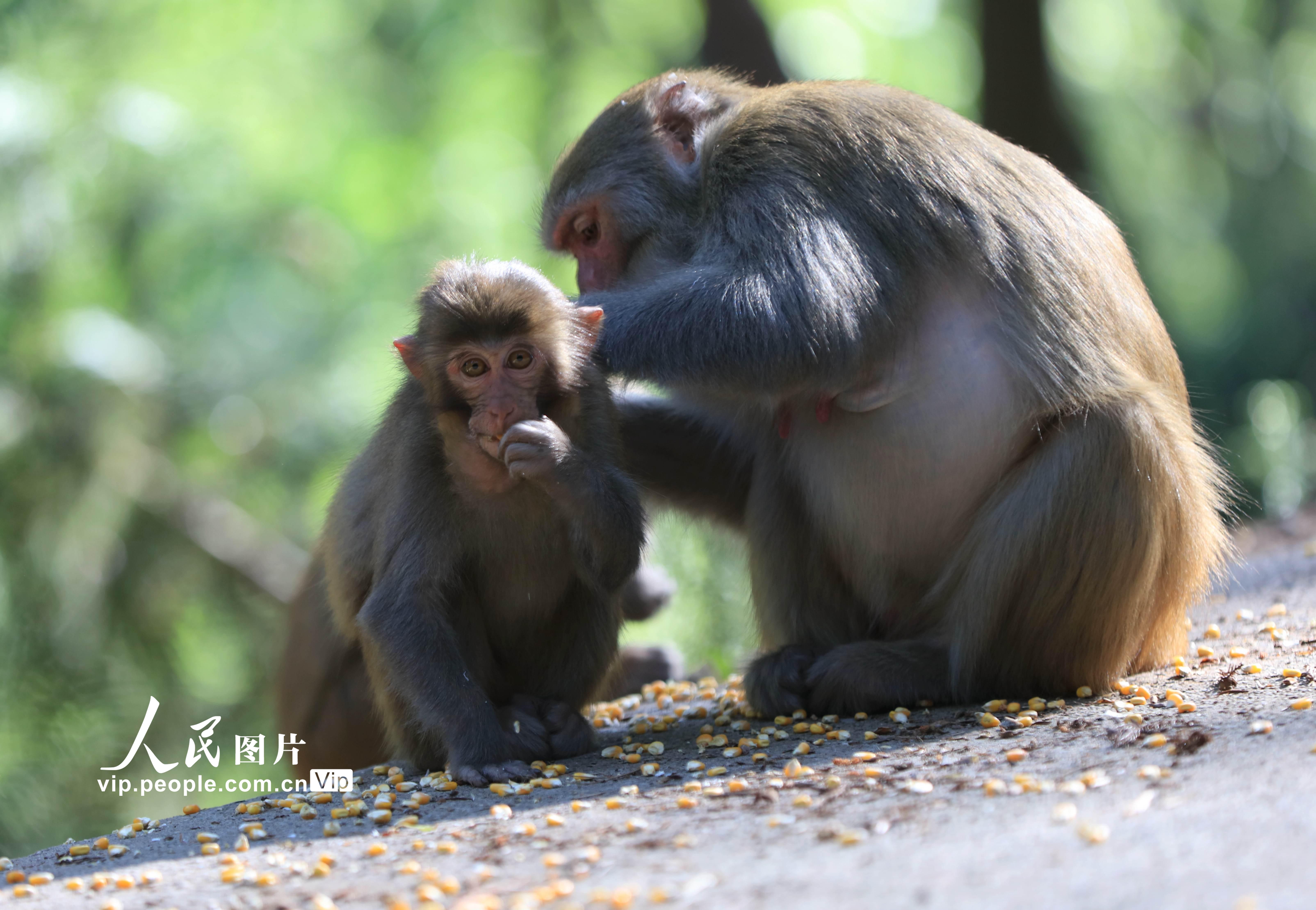 湖南張家界：護猴員20年守護野生獼猴【2】
