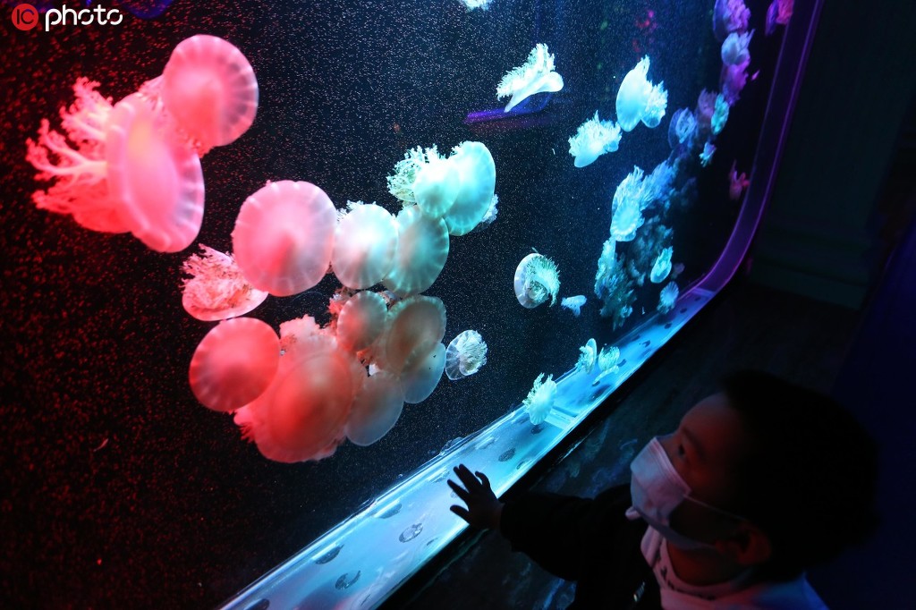 南京首個“水母主題海洋館”亮相老門東