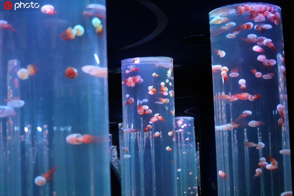 南京首個“水母主題海洋館”亮相老門東【3】