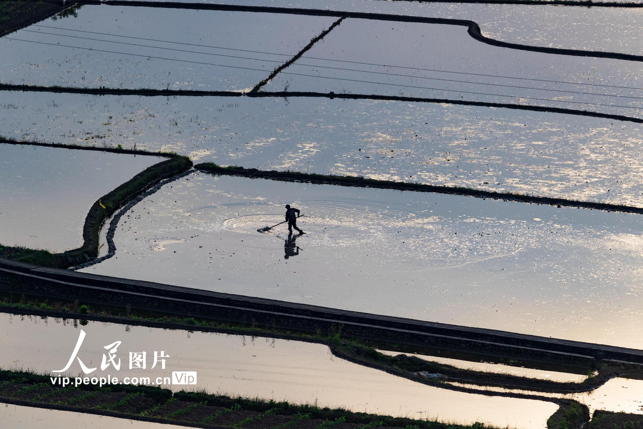 2020年4月28日，重慶市南川區南城街道清泉社區村民在平整稻田。
