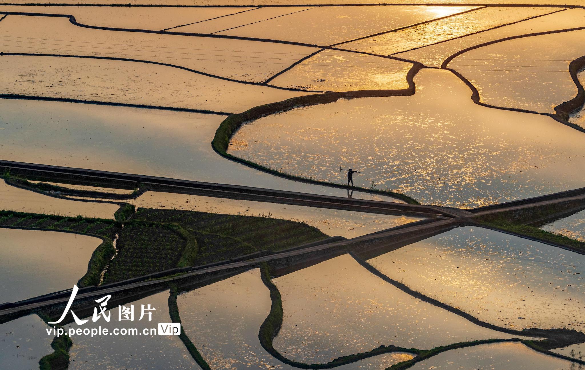 2020年4月28日，重慶市南川區南城街道清泉社區村民在查看稻田蓄水情況。