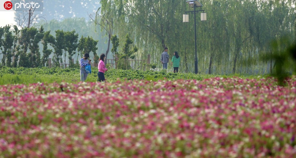 2020年5月2日，河北邯鄲雞澤縣濕地公園千余畝原野花海成“五一”小長假的打卡熱地。