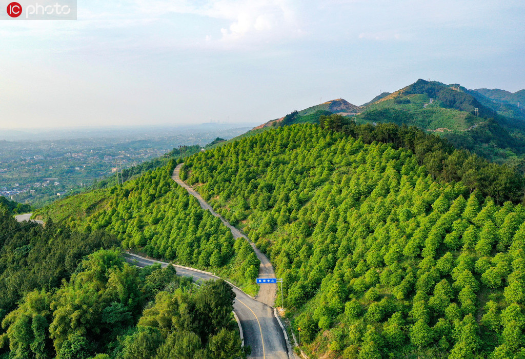  2020年5月4日，绿郁葱葱的油樟林把四川省广安华蓥市华龙办事处柏木山装点得生机盎然。