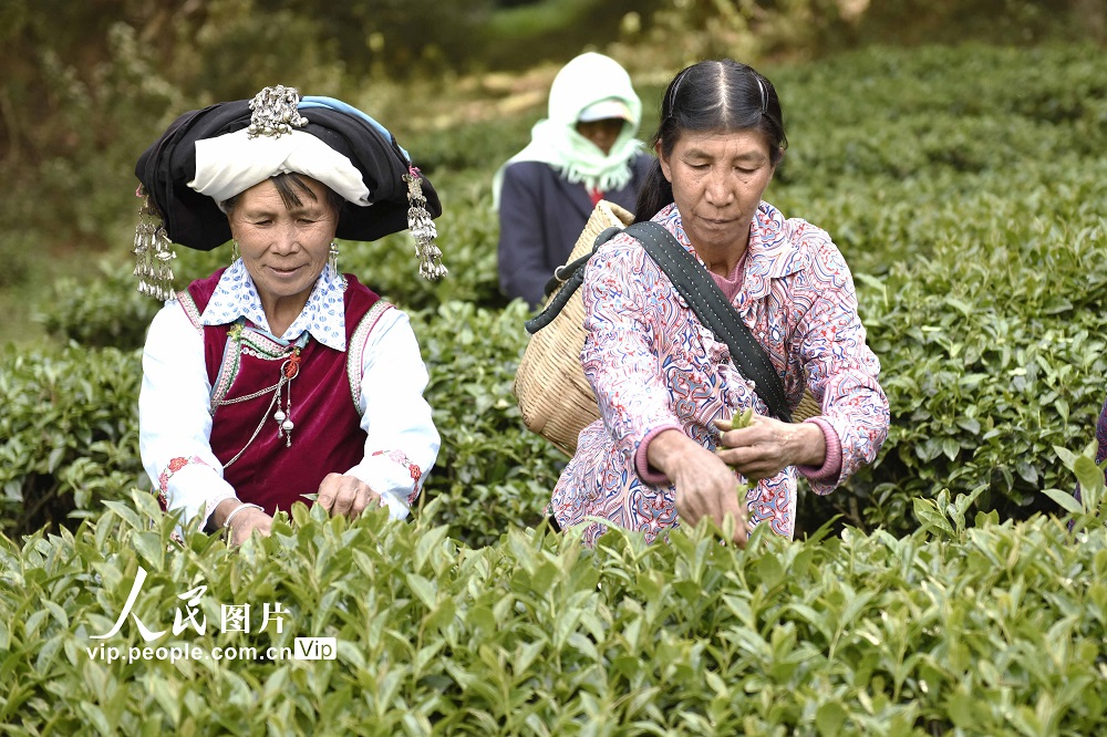 雲南巍山：彝族茶農開採高山生態茶【2】