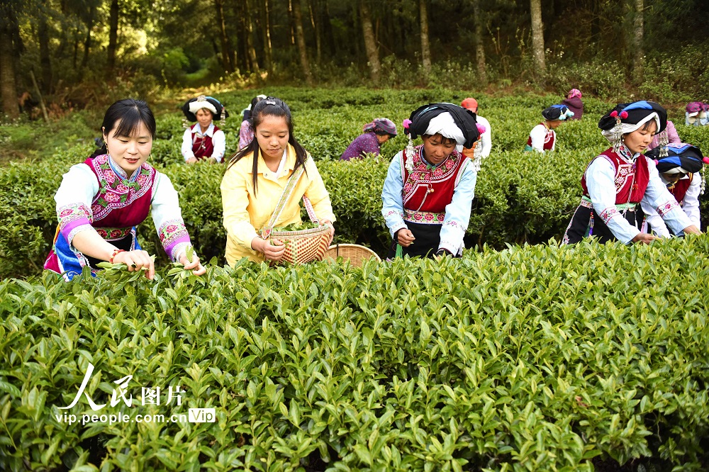 雲南巍山：彝族茶農開採高山生態茶【3】