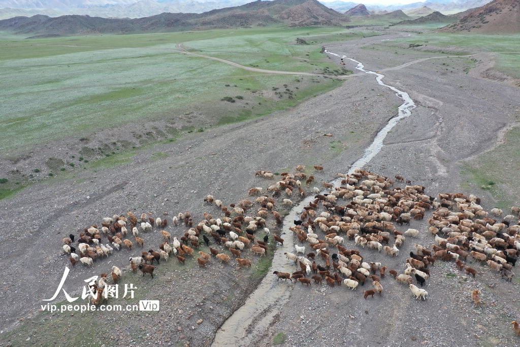 新疆博州：上萬隻羊轉入夏草場【2】