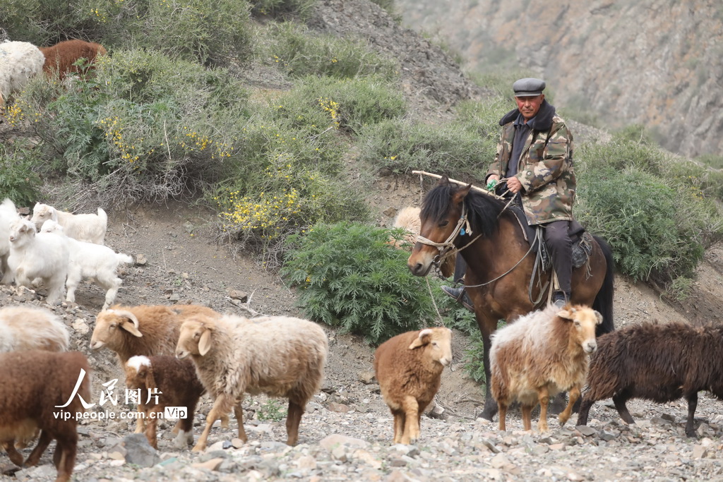 新疆博州：上萬隻羊轉入夏草場【4】