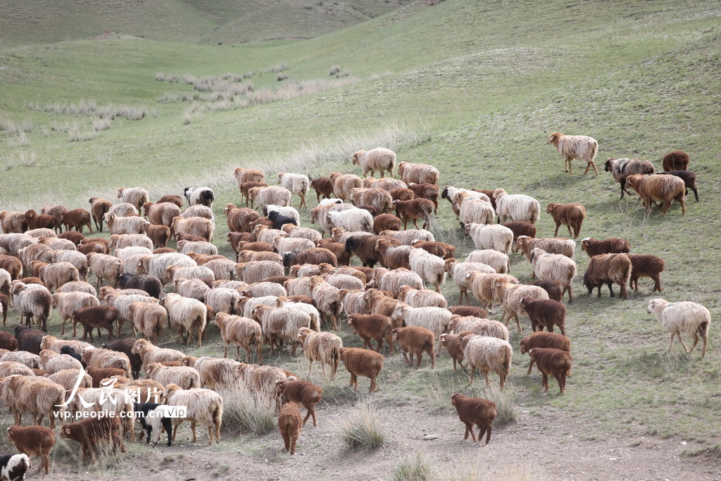 新疆博州：上萬隻羊轉入夏草場【5】