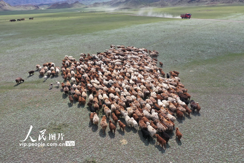 新疆博州：上萬隻羊轉入夏草場