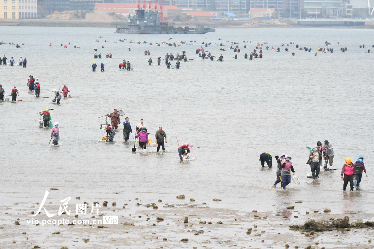 青岛：恰逢天文大潮 市民赶海忙(8) 第8页