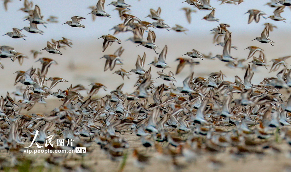 江蘇東台：數十萬遷徙候鳥雲集條子泥濕地