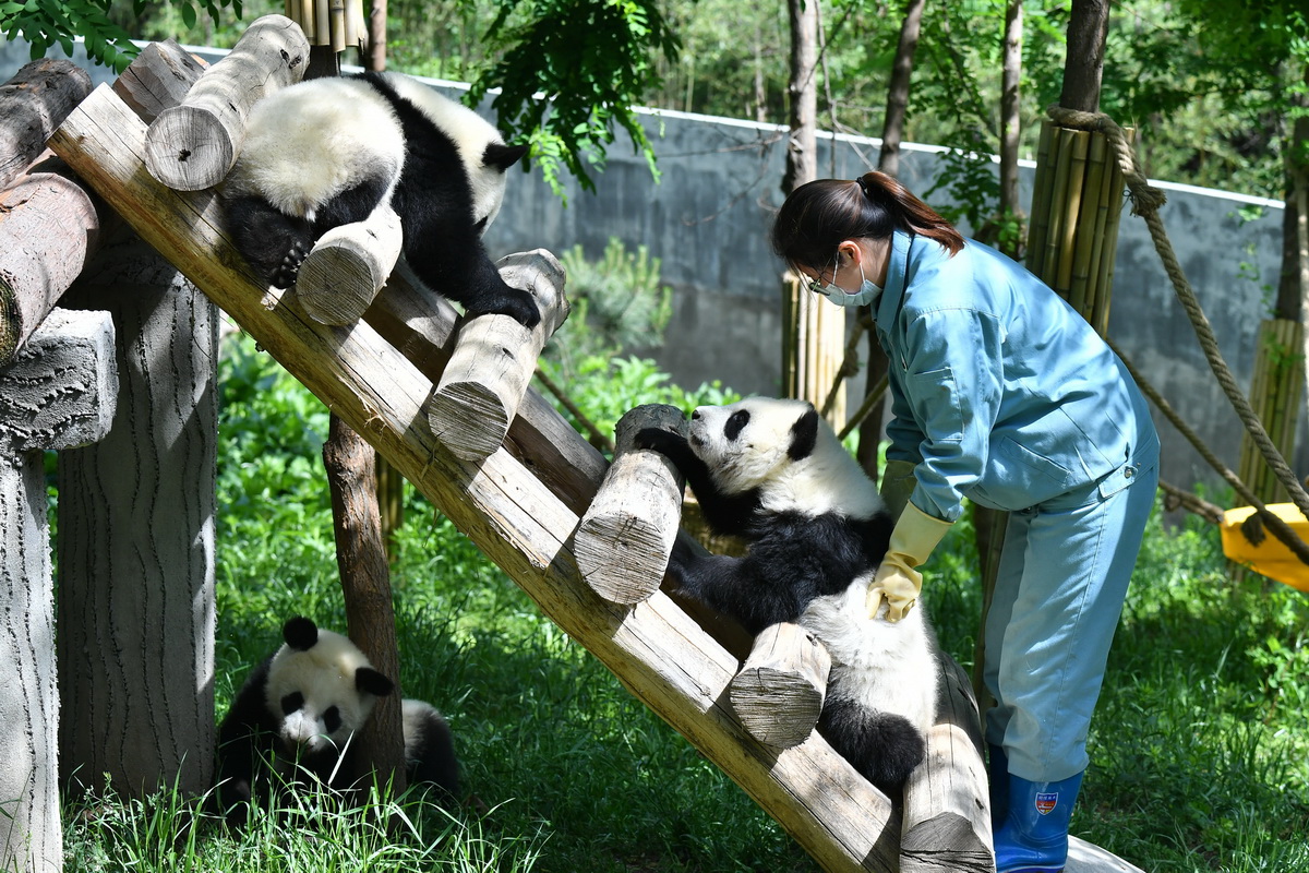 5月10日，秦嶺大熊貓研究中心工作人員與大熊貓互動。