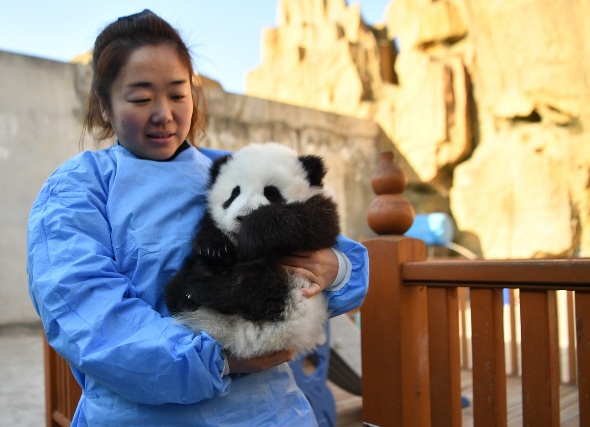 秦嶺大熊貓研究中心工作人員照顧一隻大熊貓幼崽（2019年12月3日攝）。