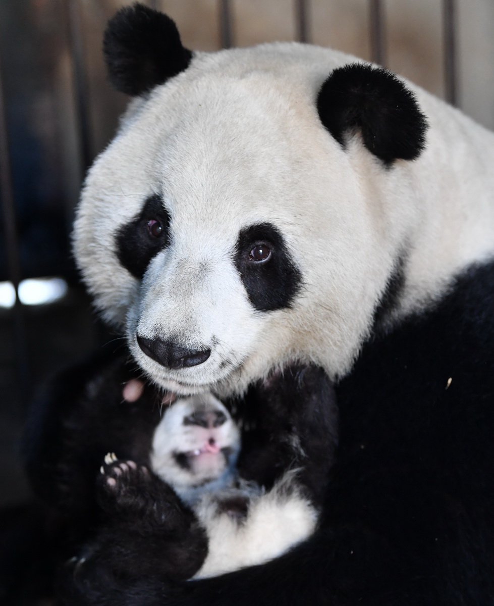 大熊貓“珠珠”在秦嶺大熊貓研究中心照顧幼崽（2019年12月4日攝）。