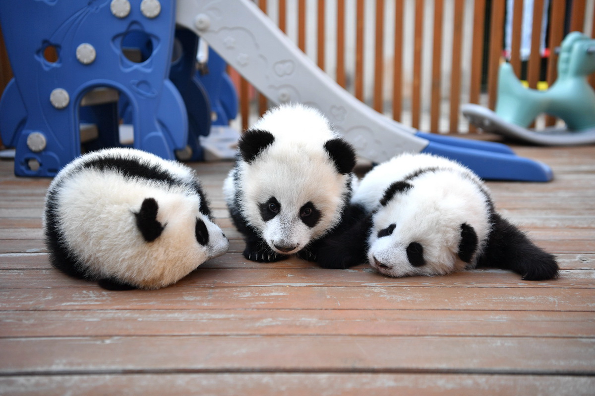 大熊貓幼崽“佳佳”、“園園”、“秦酷兒”（從左至右）在秦嶺大熊貓研究中心玩耍（2019年12月3日攝）。