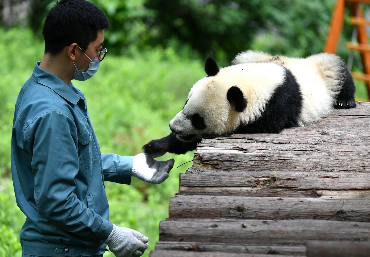 5月10日，秦嶺大熊貓研究中心工作人員與大熊貓互動。