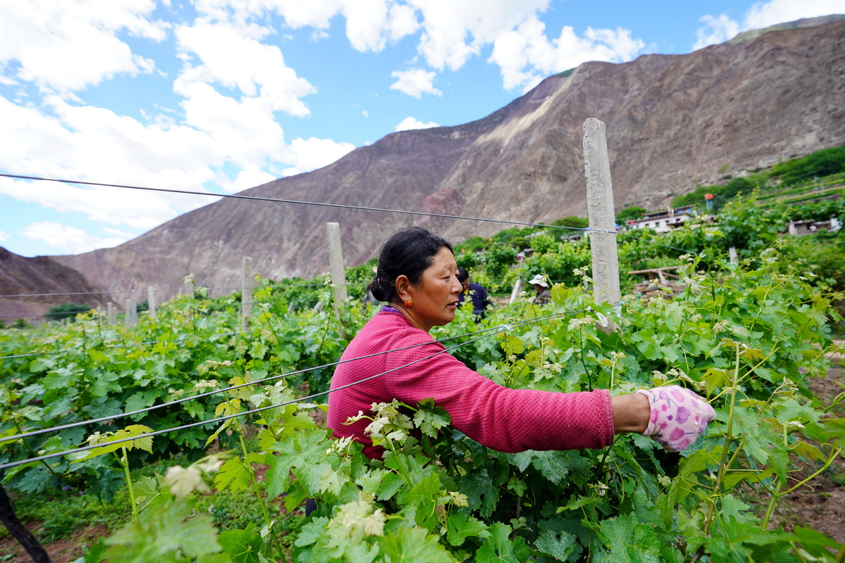 在西藏昌都市芒康縣木許鄉阿東村，村民在葡萄園裡忙碌（5月6日攝）。新華社記者 詹彥 攝