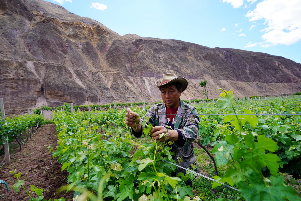 在西藏昌都市芒康县木许乡阿东村，村民在葡萄园里忙碌（5月6日摄）。新华社记者 詹彦 摄