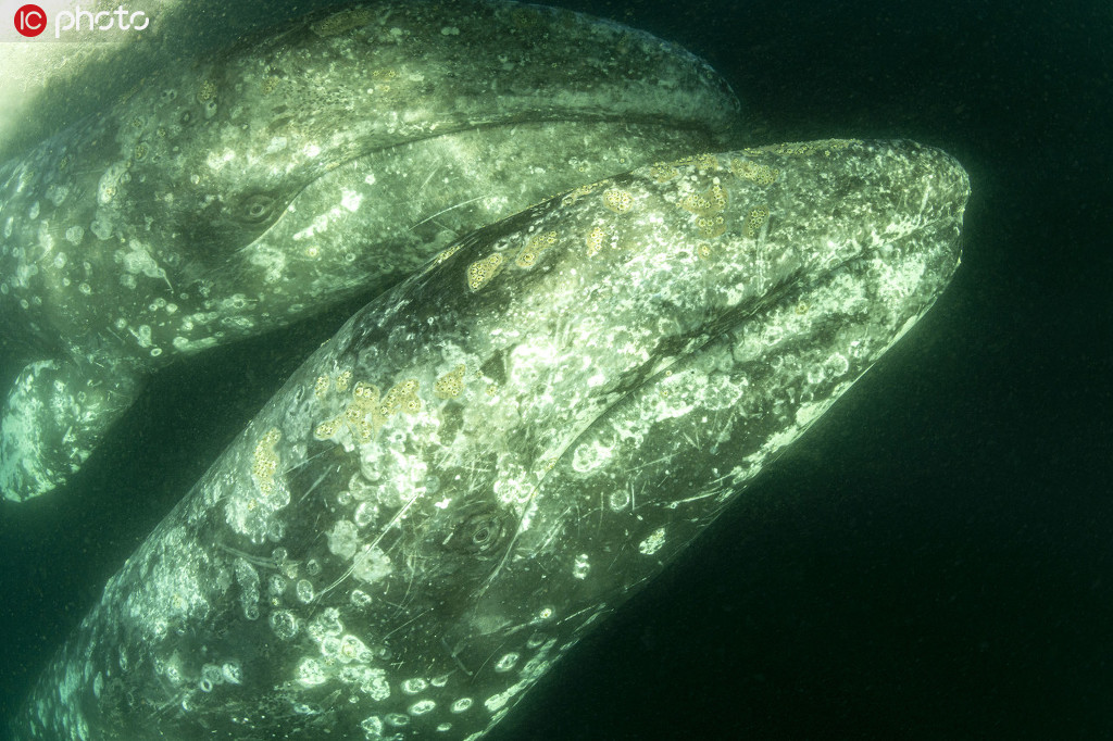 鯨魚遷徙偽裝成“岩石”靠近船隻【7】