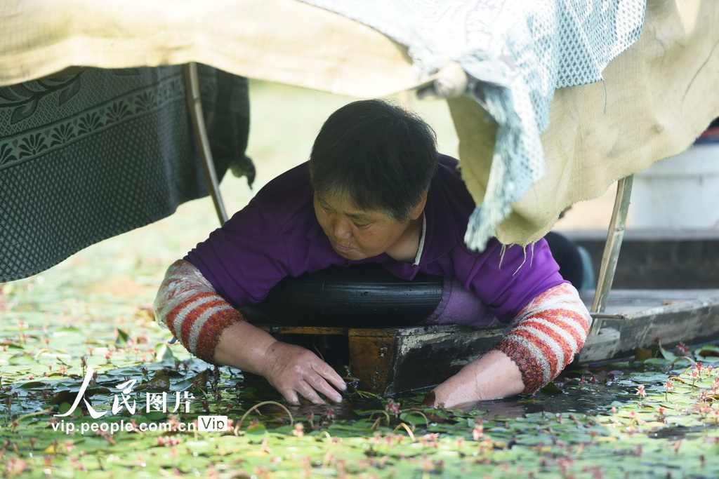 杭州传统名菜西湖莼菜进入采摘季 一片一叶皆辛苦