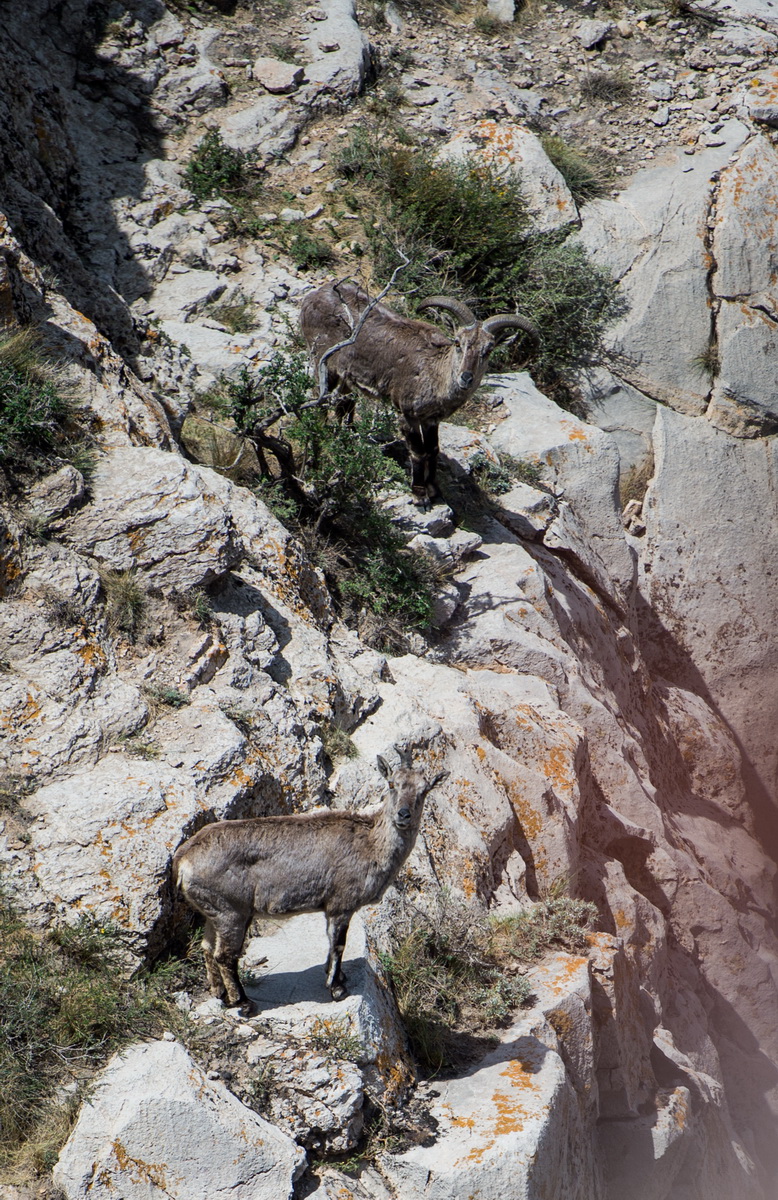 5月14日，兩隻岩羊漫步在阿爾巴斯山中。