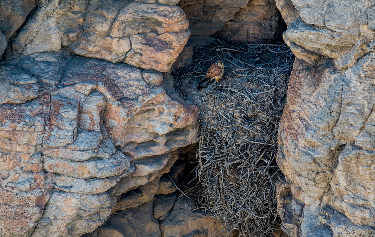 5月14日，一隻紅隼在懸崖上的巢穴裡。