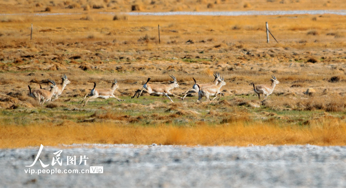 5月16日，甘肅省酒泉市阿克塞縣海子濕地草原上，一群鵝喉羚在自由奔跑覓食。