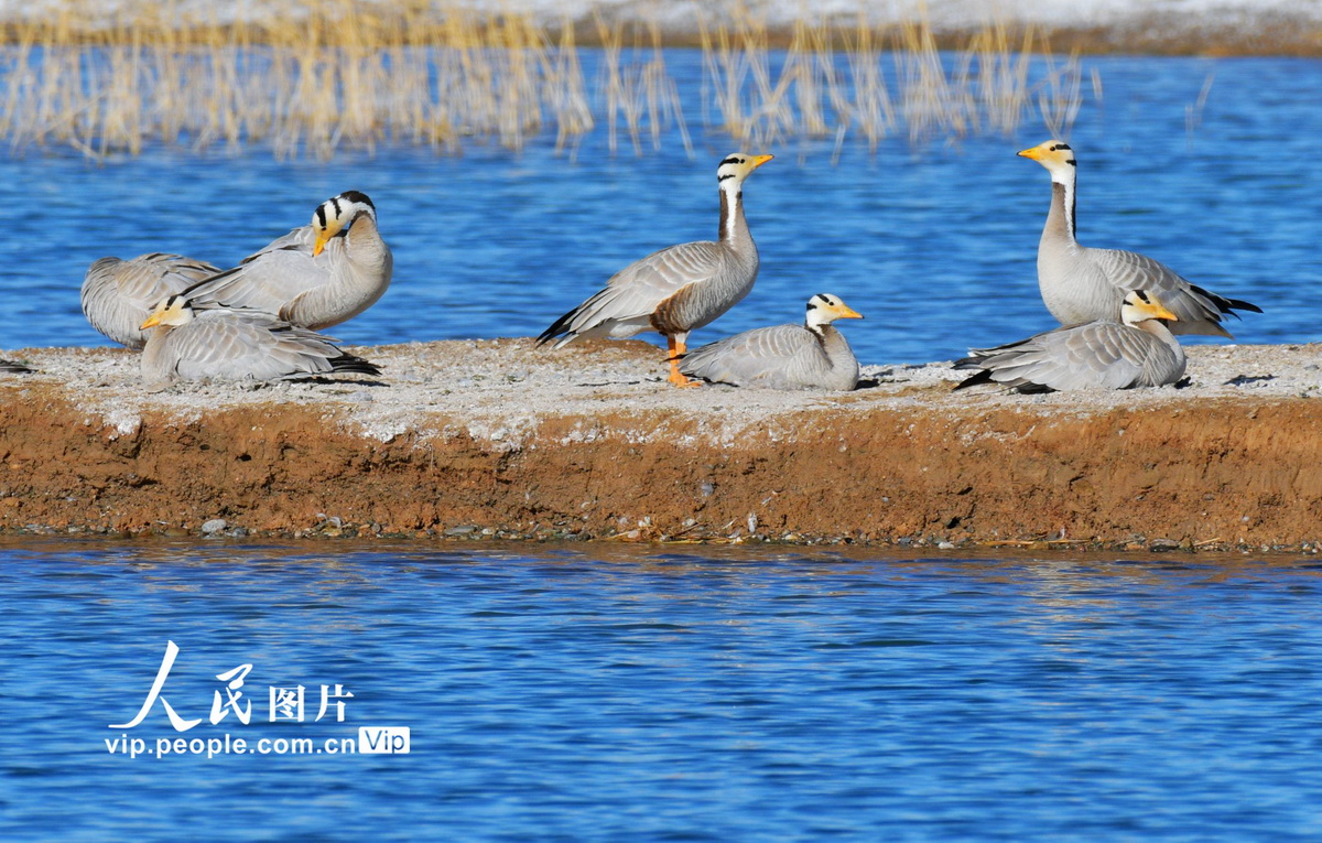 5月16日，甘肅省酒泉市阿克塞縣海子濕地草原，斑頭雁正在孵化。