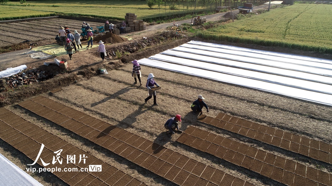 5月19日，山東省臨沂市郯城縣大豐收家庭農場工人在使用“水稻流水線育秧機”育秧。