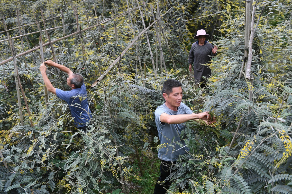 在广西环江毛南族自治县下南乡下塘村，毛南族村民在管护种植的中草药（5月13日摄）。