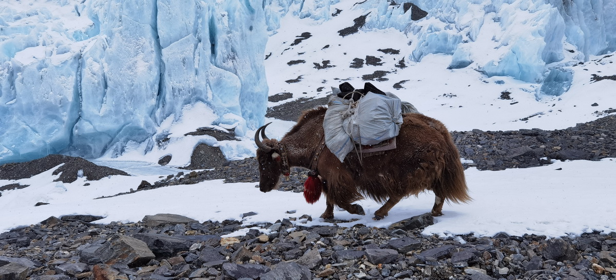 牦牛向海拔6500米的珠峰前进营地运输物资（5月20日摄）。