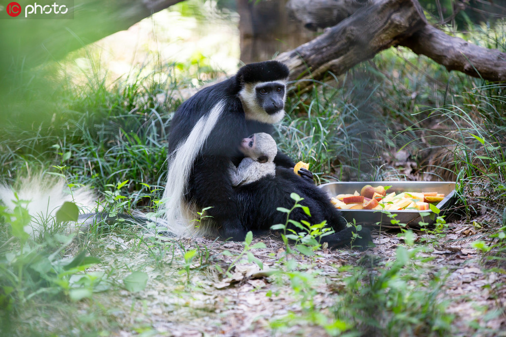 江苏扬州：首次繁殖成功的黑白疣猴与游客正式见面【2】