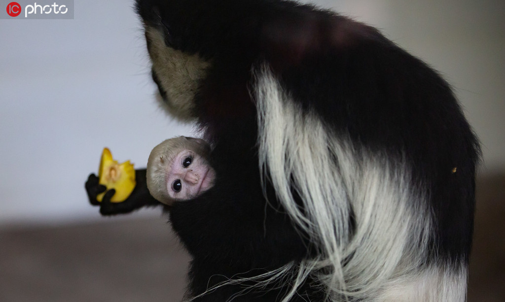 江苏扬州：首次繁殖成功的黑白疣猴与游客正式见面【3】