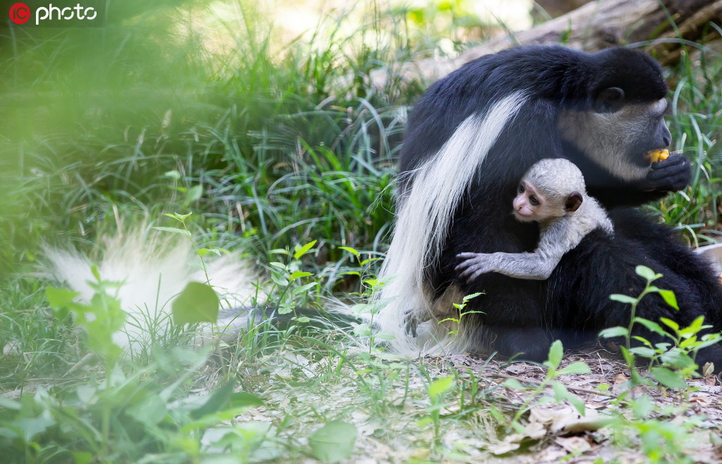 江苏扬州：首次繁殖成功的黑白疣猴与游客正式见面【4】