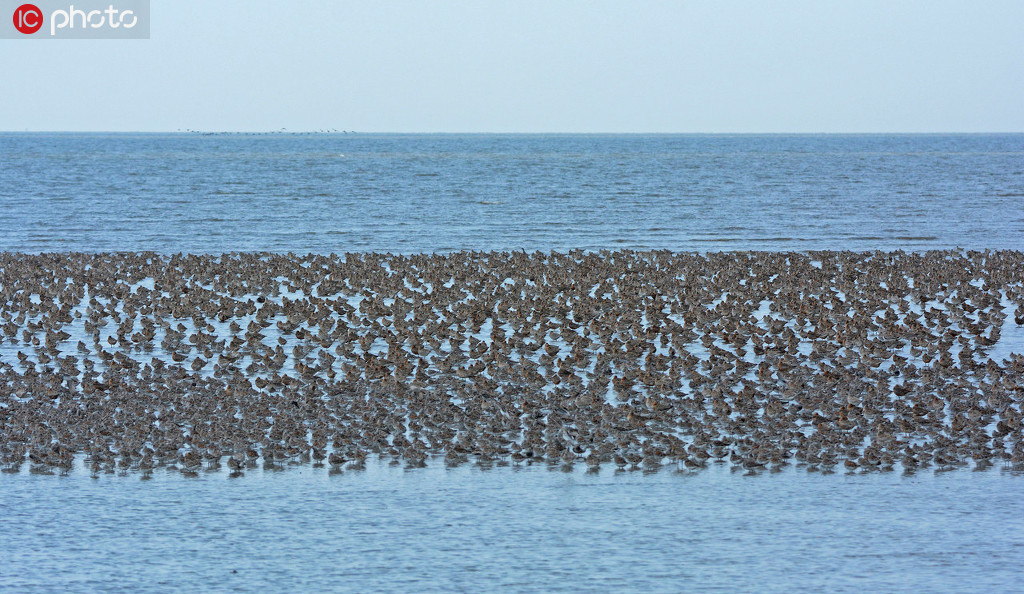 數十萬隻候鳥在遼寧丹東鴨綠江濕地棲息覓食【3】