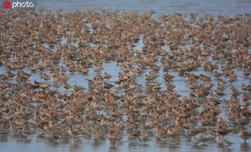 數十萬隻候鳥在遼寧丹東鴨綠江濕地棲息覓食【4】