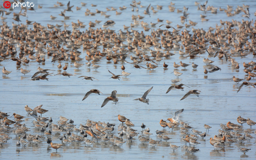 數十萬隻候鳥在遼寧丹東鴨綠江濕地棲息覓食
