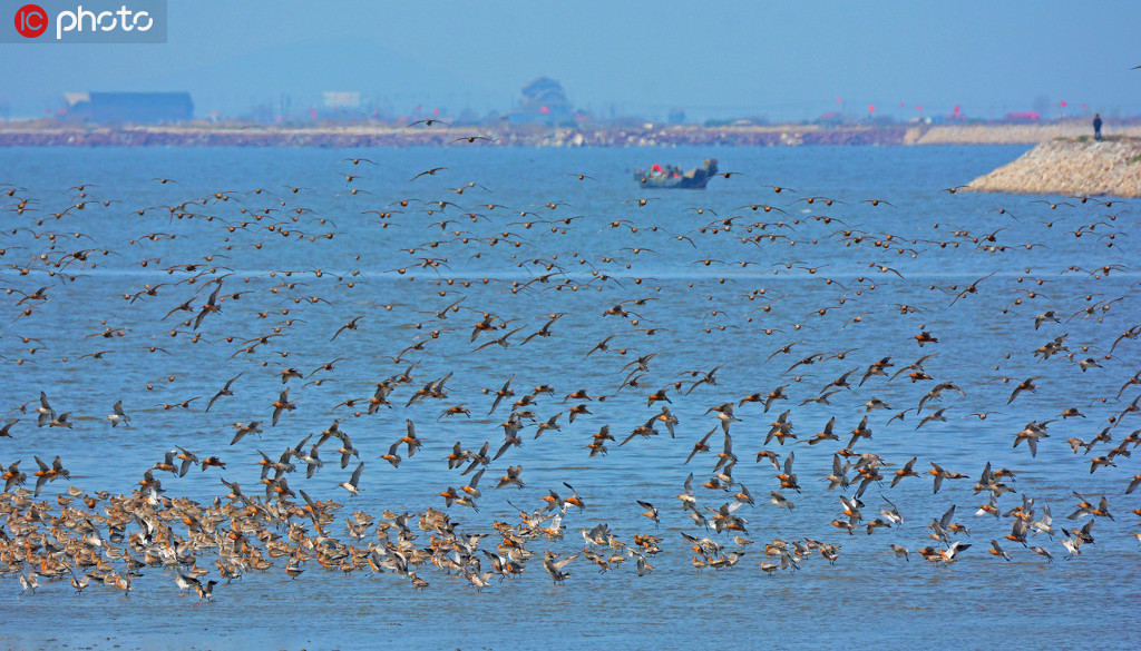 數十萬隻候鳥在遼寧丹東鴨綠江濕地棲息覓食【2】