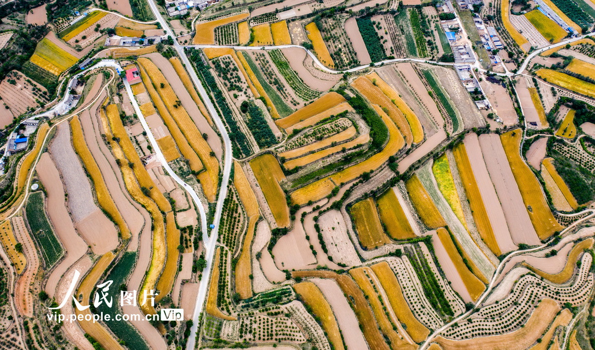 2020年5月24日，在山西省運城市萬榮縣漢薛鎮東風村拍攝的美景圖畫的金色梯田。