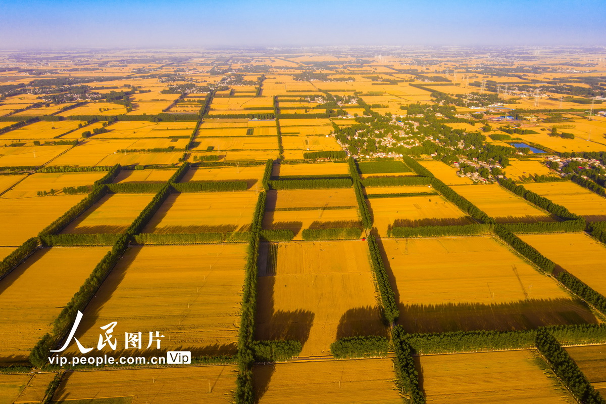 河南西平：百萬畝小麥進入收割期【3】