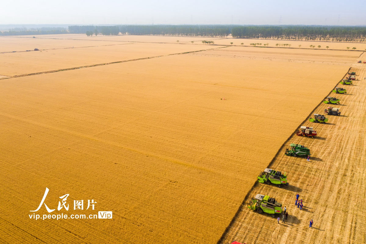 河南西平：百萬畝小麥進入收割期