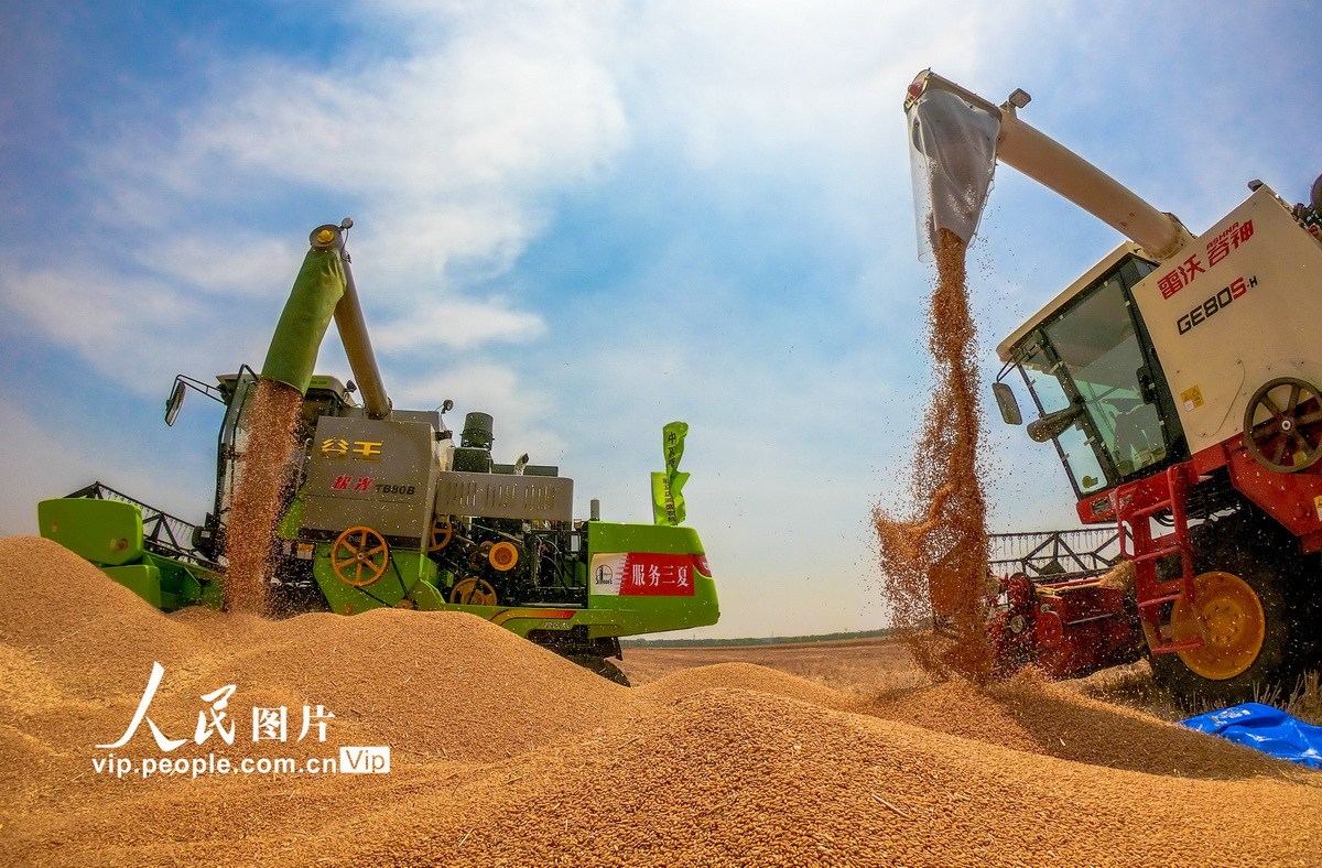 河南西平：百萬畝小麥進入收割期【4】