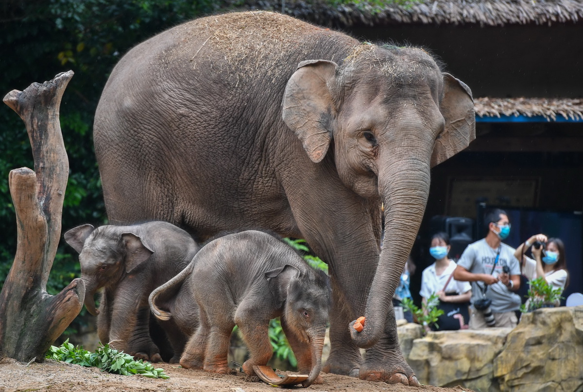 5月27日，廣州長隆的新生亞洲象寶寶與媽媽寸步不離。