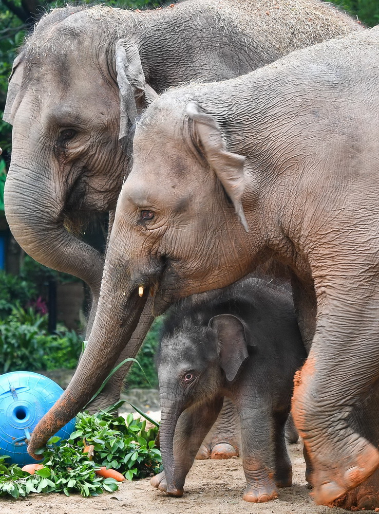 5月27日，廣州長隆的新生亞洲象寶寶與媽媽寸步不離。