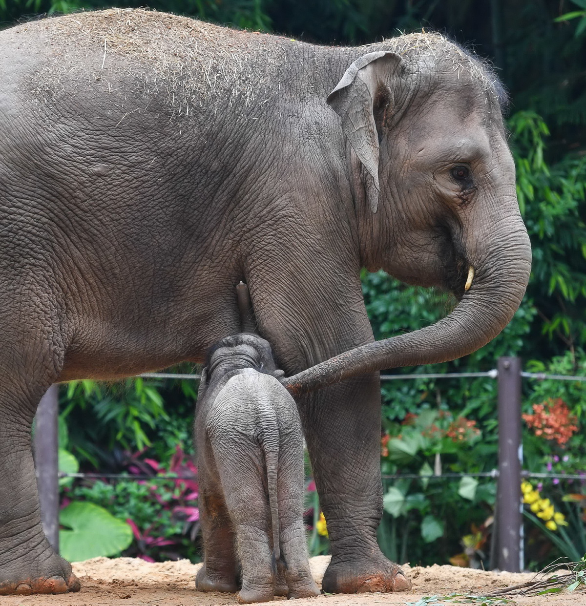 5月27日，廣州長隆的新生亞洲象寶寶在吃奶。